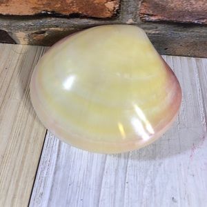 Scallop seashell Decoration piece/paper weight